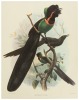 Monograph of the Paradiseidae or Birds of Paradise - 5