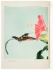 Hummingbirds - 4