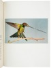 Hummingbirds - 5