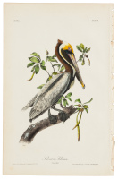 Brown Pelican - Adult Male