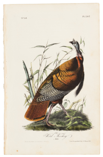 Wild Turkey - Male
