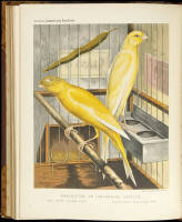 The Illustrated Book of Canaries and Cage-Birds, British and Foreign