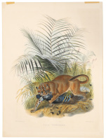 Felis Temminckii [Temminck's Golden Cat]