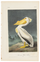 American White Pelican - Male