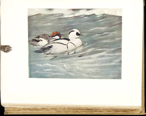 The British Bird Book: An Account of All the Birds, Nests, and Eggs Found in the British Isles.