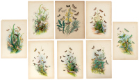 Fourteen color plates with images of moths and butterflies