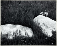 [Stones on Grass, 1973]