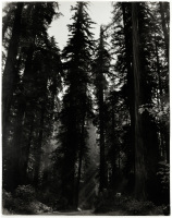 Sequioa National Park, CA