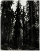 Sequioa National Park, CA