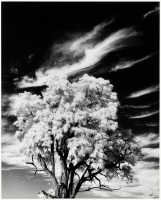 Tree and Clouds, Rochester, NY