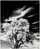 Tree and Clouds, Rochester, NY