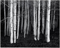 Aspens, Dusk, Conway Summit, CA
