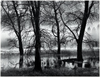 Trees, Valley Fog, Dusk, Yosemite Valley, CA