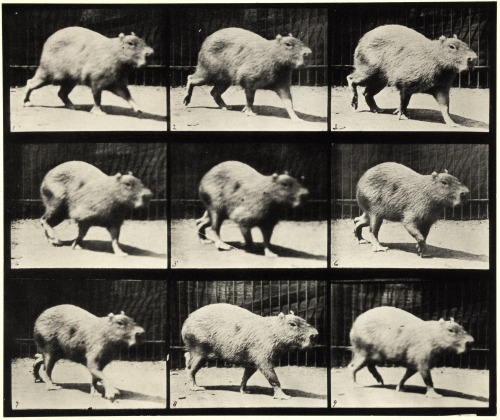 Animal Locomotion - plate 746