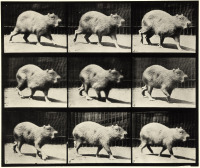 Animal Locomotion - plate 746
