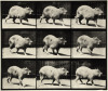 Animal Locomotion - plate 746