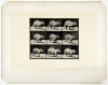 Animal Locomotion - plate 746 - 2