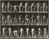 Animal Locomotion - plate 507