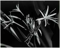 Hawaiian Tropical Flowers