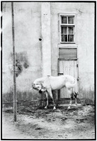 White Horse, Berre L'Etange, France, 1953