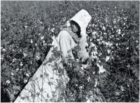 Mexican Itinerant Laborer (Woman) on Knowlton Plantation, Perthshire, Miss., 1939