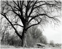 Cottonwood, edge of development, Longmont, Colorado
