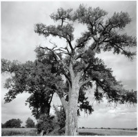 Cottonwood, East of Longmont, Colorado