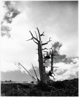 Bristle Cone Pine, White Mountains, CA