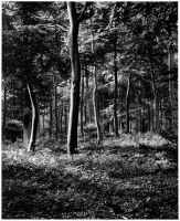 Trees Near Oxford, England