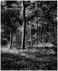 Trees Near Oxford, England