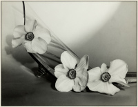 Still Life Flowers, Unknot