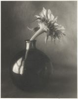 Evening Sunflower