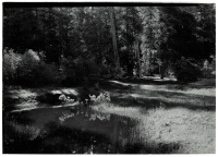 Forest at Benson Lake, Yosemite
