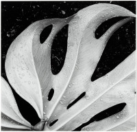 Sculptured Leaf