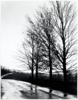 Trees and Road