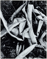 [Dried Kelp]