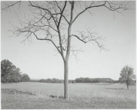 Tree, Gettysburg, Pennsylvania