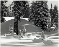 Winter Forest Near Badger Pass, Yosemite