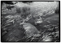 Grass on Pond