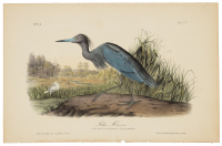 Blue Heron