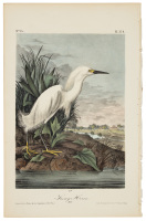 Snowy Heron