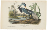 Louisiana Heron