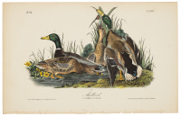 Mallard