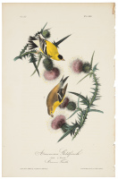 American Goldfinch