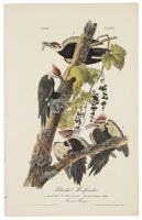 Pileated Woodpecker