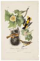 Baltimore Oriole, or Hang-nest