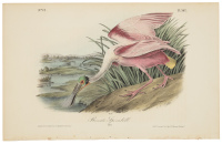 Roseate Spoonbill (Male)