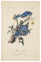 Blue Jay