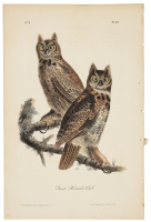 Great Horned Owl