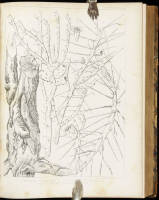 Reports of Explorations and Surveys, to Ascertain the most Practicable and Economical Route for a Railroad from the Mississippi River to the Pacific Ocean. Made under the Direction of the Secretary of War, in 1853-4